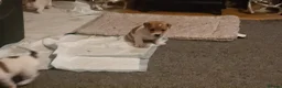 Jack Russell dogs for sale: Mini jack russel pups ready 13 june deposit secure - Advert 5