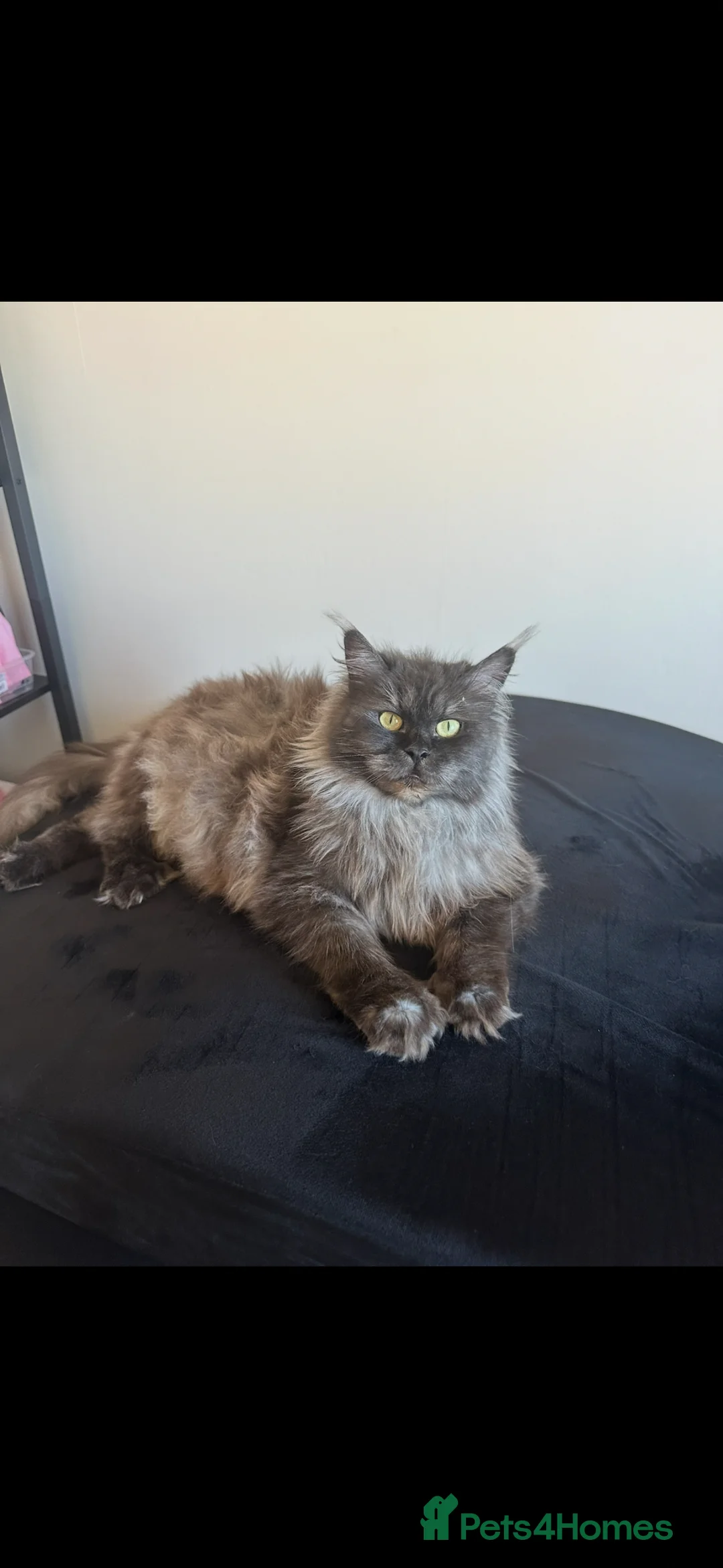 Maine Coon cats for sale: Retired queen Maine coon - Advert 2