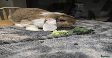 Mini Lop rabbits - Advert 4