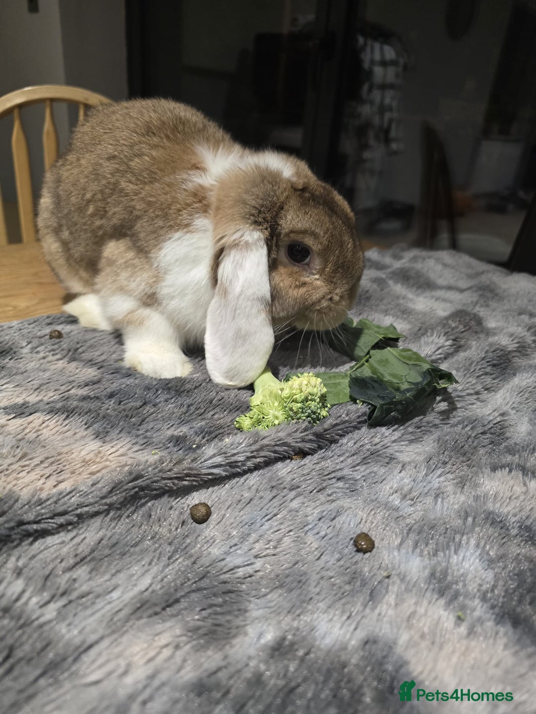 Mini Lop rabbits for sale: 2x adult male mini lops for rehoming - Advert 3