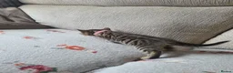 Bengal cats for sale: Kittens x bengal READY TO LEAVE  - Advert 17