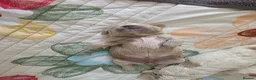 Mixed Breed dogs for sale: 4 beautiful pups for sale in Chorley - Advert 18