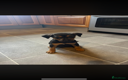 Rottweiler dogs for sale: Rottweiler puppy - Image 1