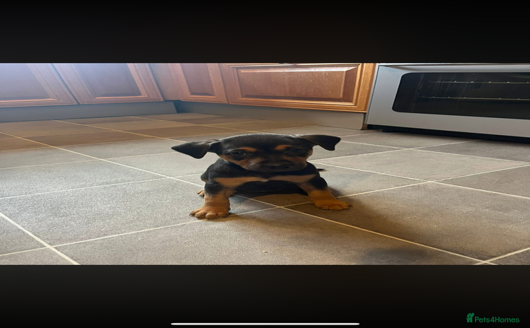 Rottweiler dogs - Advert 3