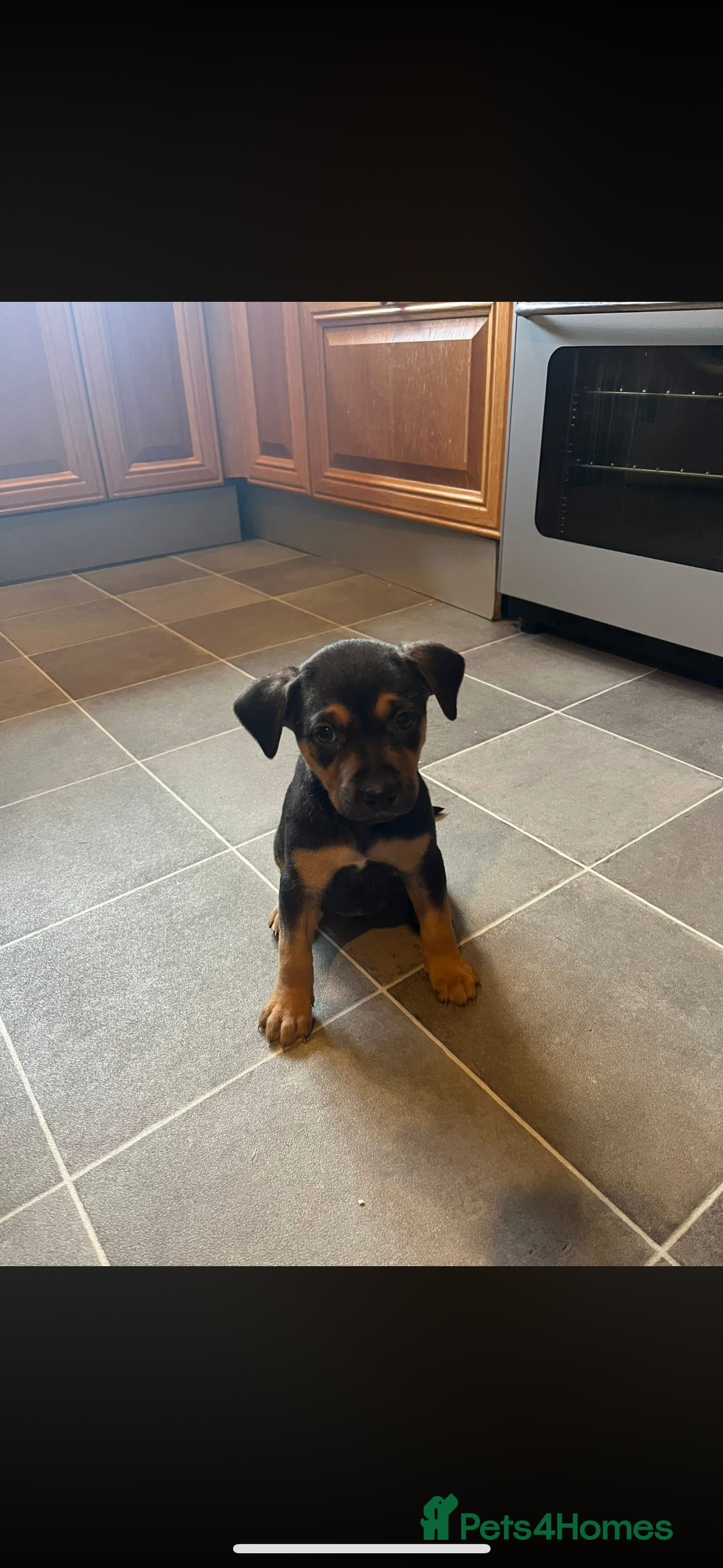 Rottweiler dogs for sale: Rottweiler puppy - Image 1