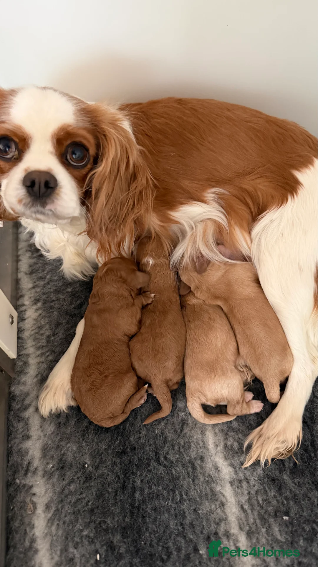 Cavapoo dogs for sale: Amazing quality Cavapoos  - Advert 2