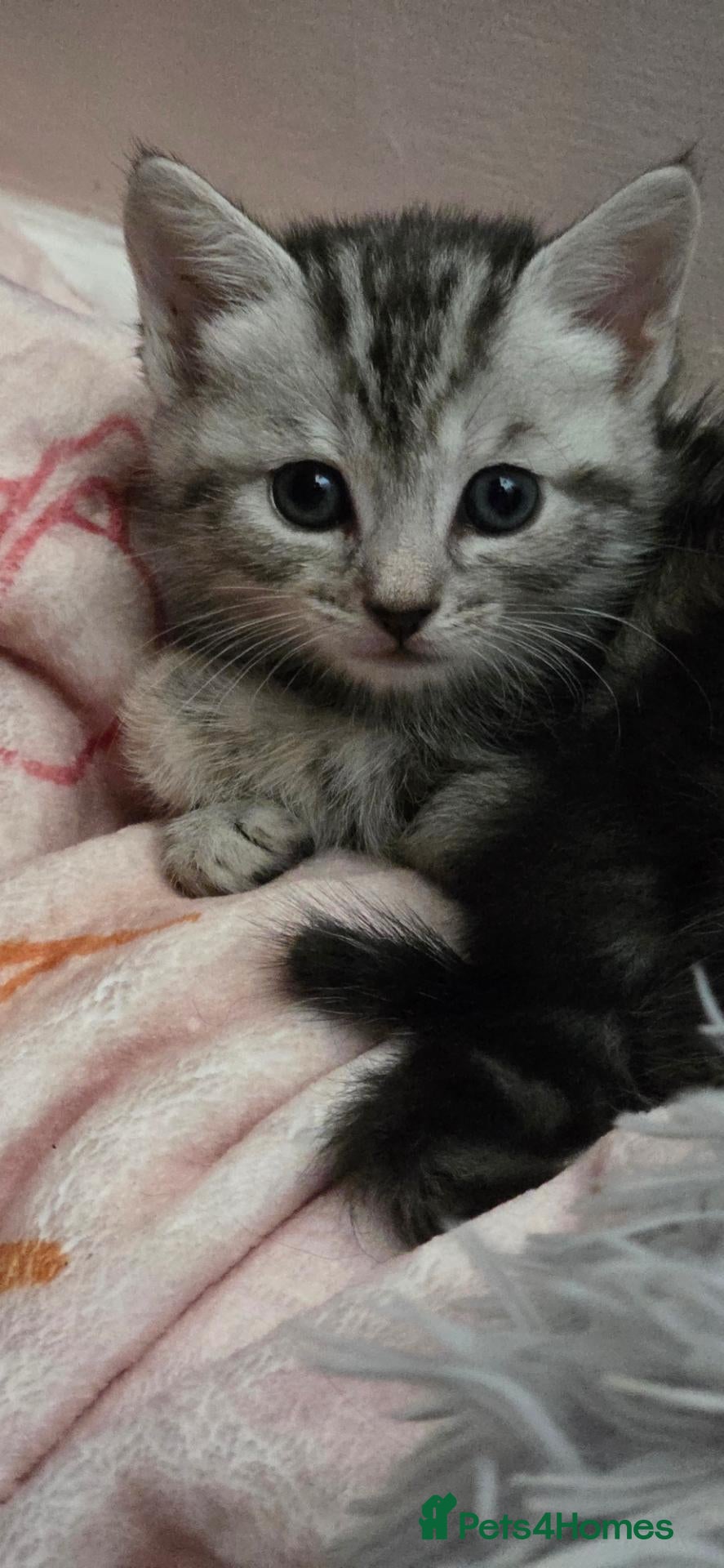 Mixed Breed cats Maincoon x British short hair  - Advert 3