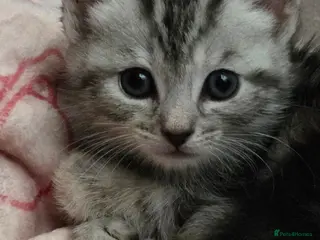 Mixed Breed cats Maincoon x British short hair - Advert 3