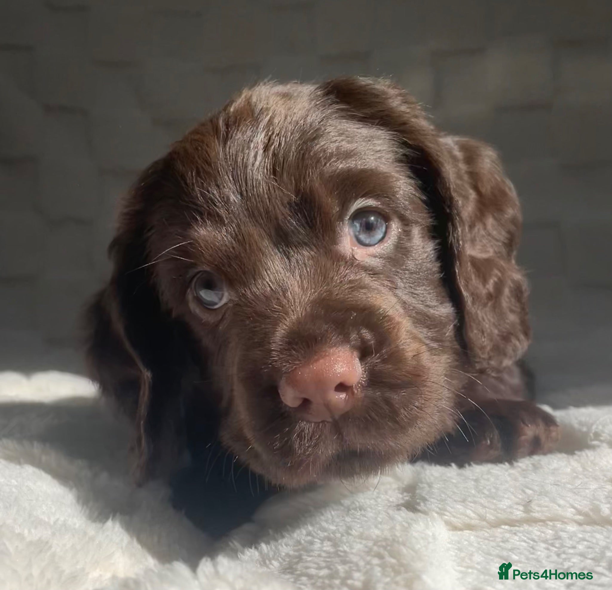 Cocker Spaniel dogs LAST Gorgeous blue eyed boy working cocker spaniel - Advert 1