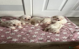 Bichon Frise dogs for sale: Bichon Frise Puppies - Image 6