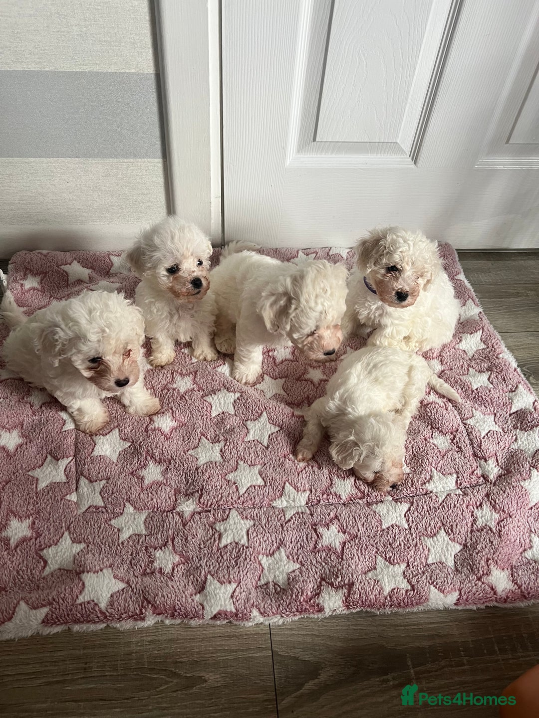 Bichon Frise dogs for sale: Bichon Frise Puppies - Image 6