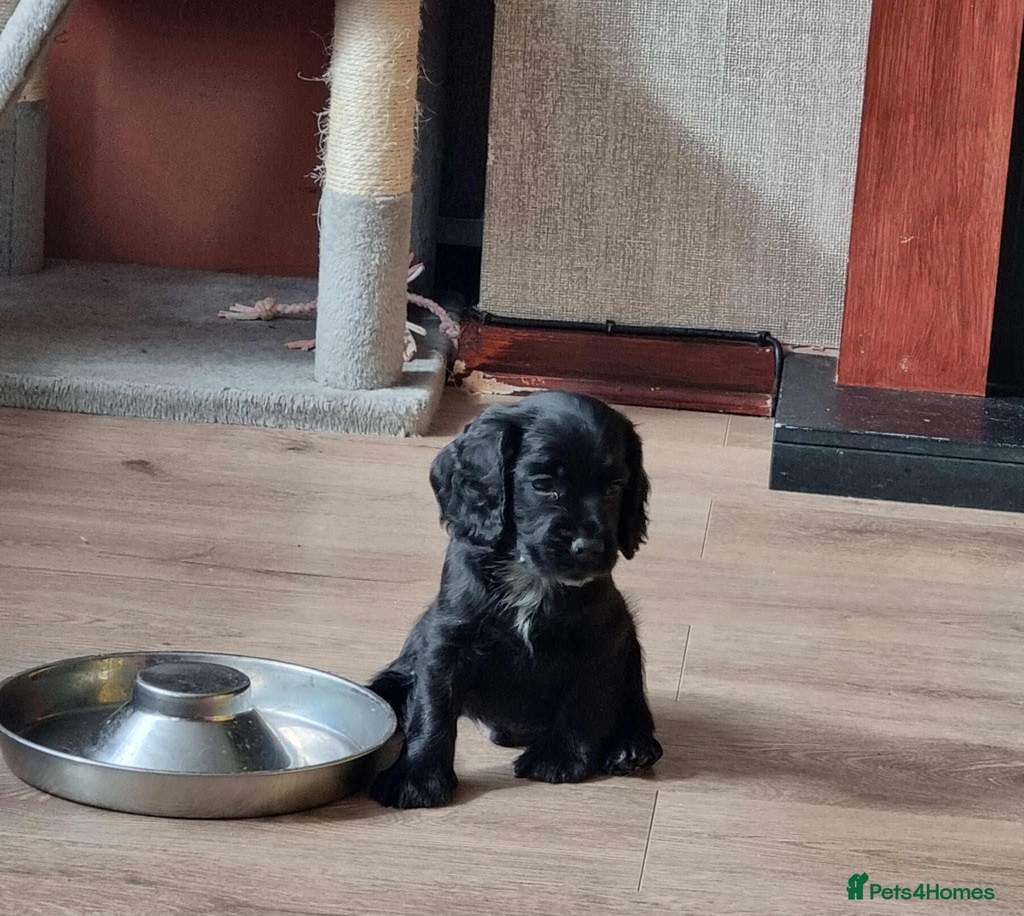 Cocker Spaniel dogs 3 boys left. Cocker Spaniel Puppies for Sale 🐾  - Advert 2