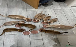 Abyssinian cats for sale: Ready to go TODAY! Delivery ✅ Neutered ✅ - Image 12