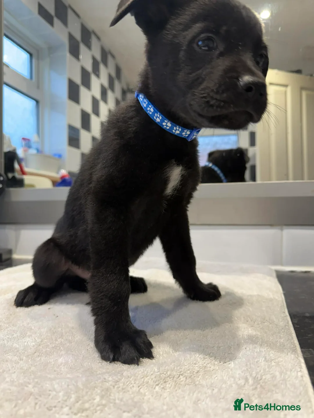 American Bull Staffy dogs for sale: Mixed breed pups  - Advert 9