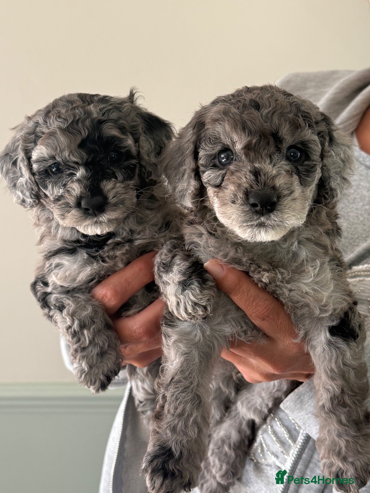 Cockapoo dogs Beautiful f2 cockapoo puppies for sale  - Advert 10