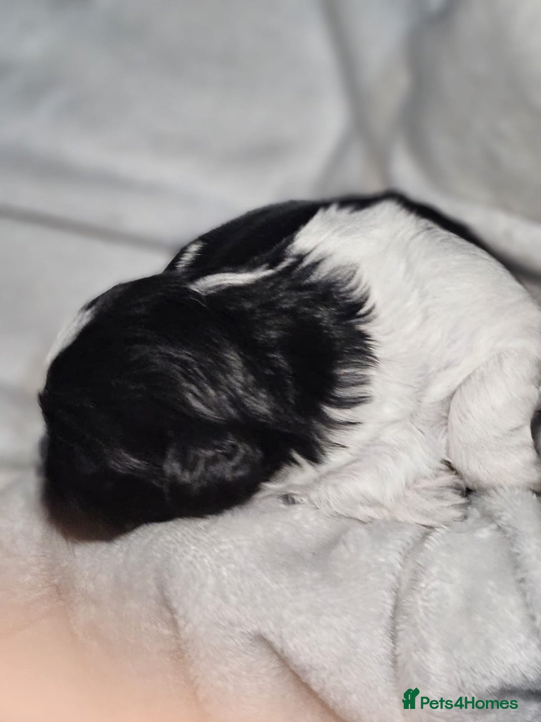Shih Tzu dogs for sale: Shih tzu puppies  - Advert 13