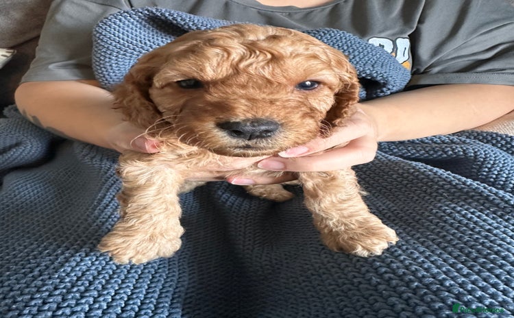 Cockapoo dogs - Advert 14