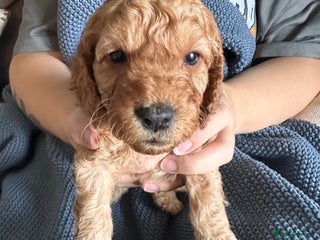 Cockapoo dogs - Advert 30