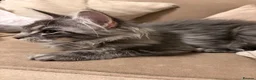 Maine Coon cats for sale: Maine Coon - Advert 8