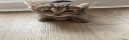 British Shorthair cats for sale: 4 x Beautiful Tortoiseshell Kittens  - Advert 4