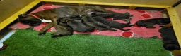 Boxer dogs for sale: Bobtail/tail Boxer Puppy in Ipswich - Advert 2