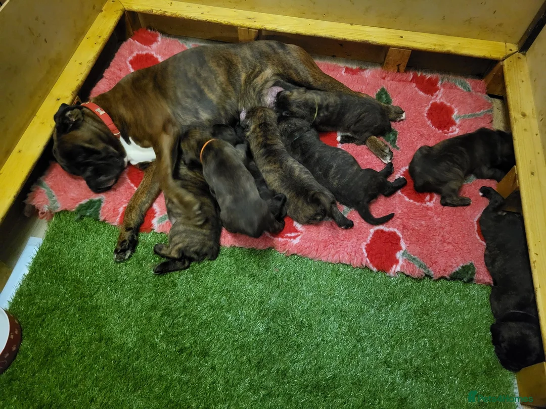 Boxer dogs for sale: Bobtail/tail Boxer Puppy in Ipswich - Advert 2