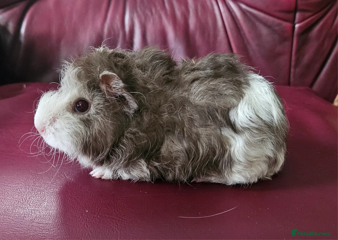 Guinea Pig rodents for sale: Beautiful funky babies - Advert 3