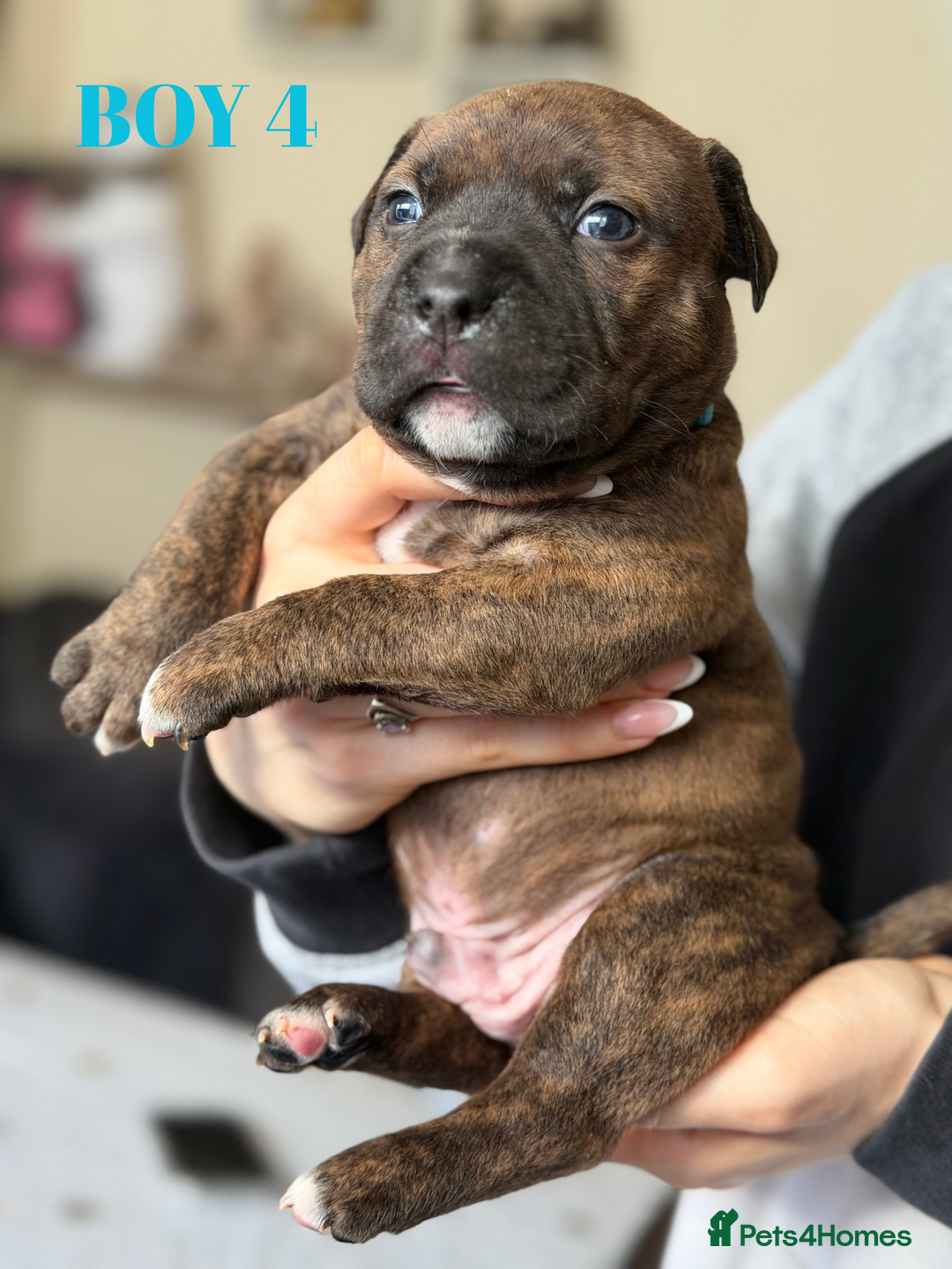 Staffordshire Bull Terrier dogs for sale: Precious Puppies Ready to Join Your Family - Advert 17