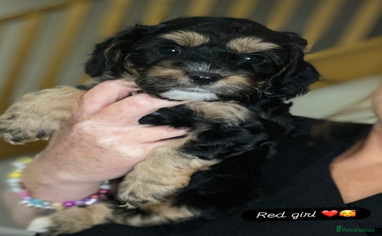 Cavapoo dogs - Advert 15