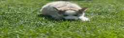 Siberian Husky dogs for sale: Beautiful Husky Puppies in Wells - Advert 26