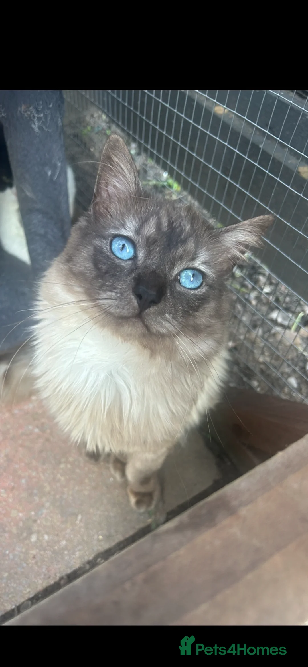 Ragdoll cats for sale: Ragdoll kittens 💕💙 - Advert 2