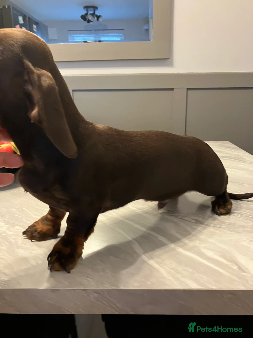 Miniature Dachshund dogs for stud: STUD 2 KC registered Miniature Dachshunds  - Advert 9