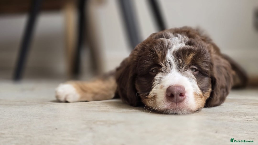 Bernedoodle dogs for sale: Curtabemdoodles Bernedoodles  - Image 20