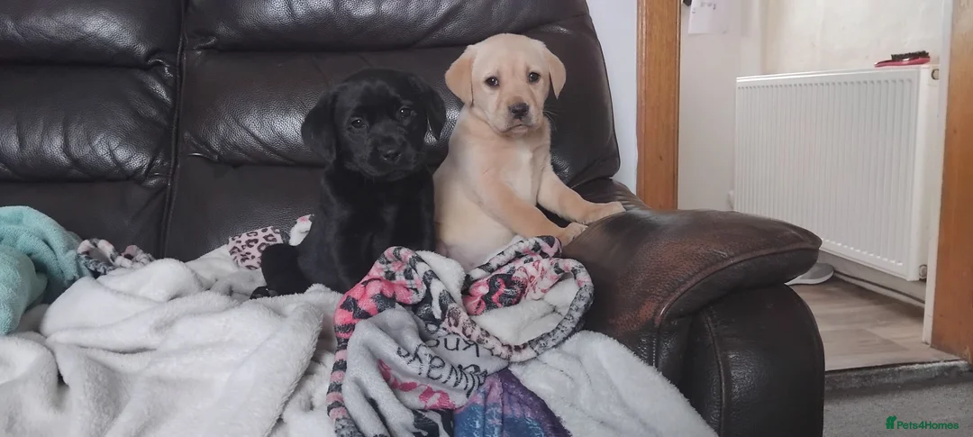 Labrador Retriever dogs for sale: Gorgeous Labrador KC Registered  - Advert 2