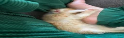 Scottish Fold cats for sale: Scottish Fold /Munchkin kittens - Advert 19