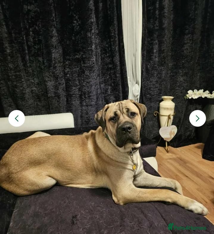 Cane Corso dogs Cain corso fawn  - Advert 4