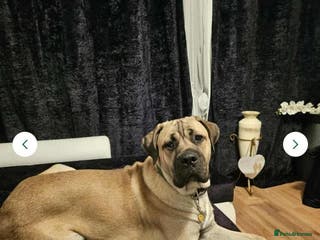 Cane Corso dogs Cain corso fawn - Advert 4