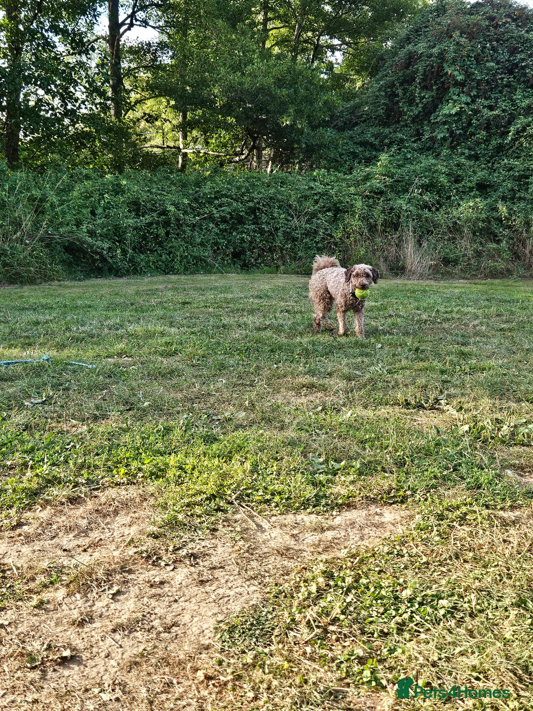 Maltipoo dogs for sale: Beautiful Maltipoo puppies  - Advert 20