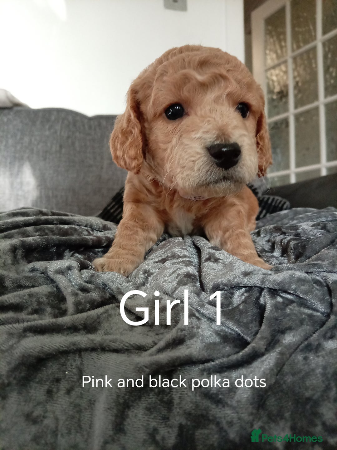 Cockapoo dogs for sale: 8 Beautiful Cockapoos puppies - Advert 14
