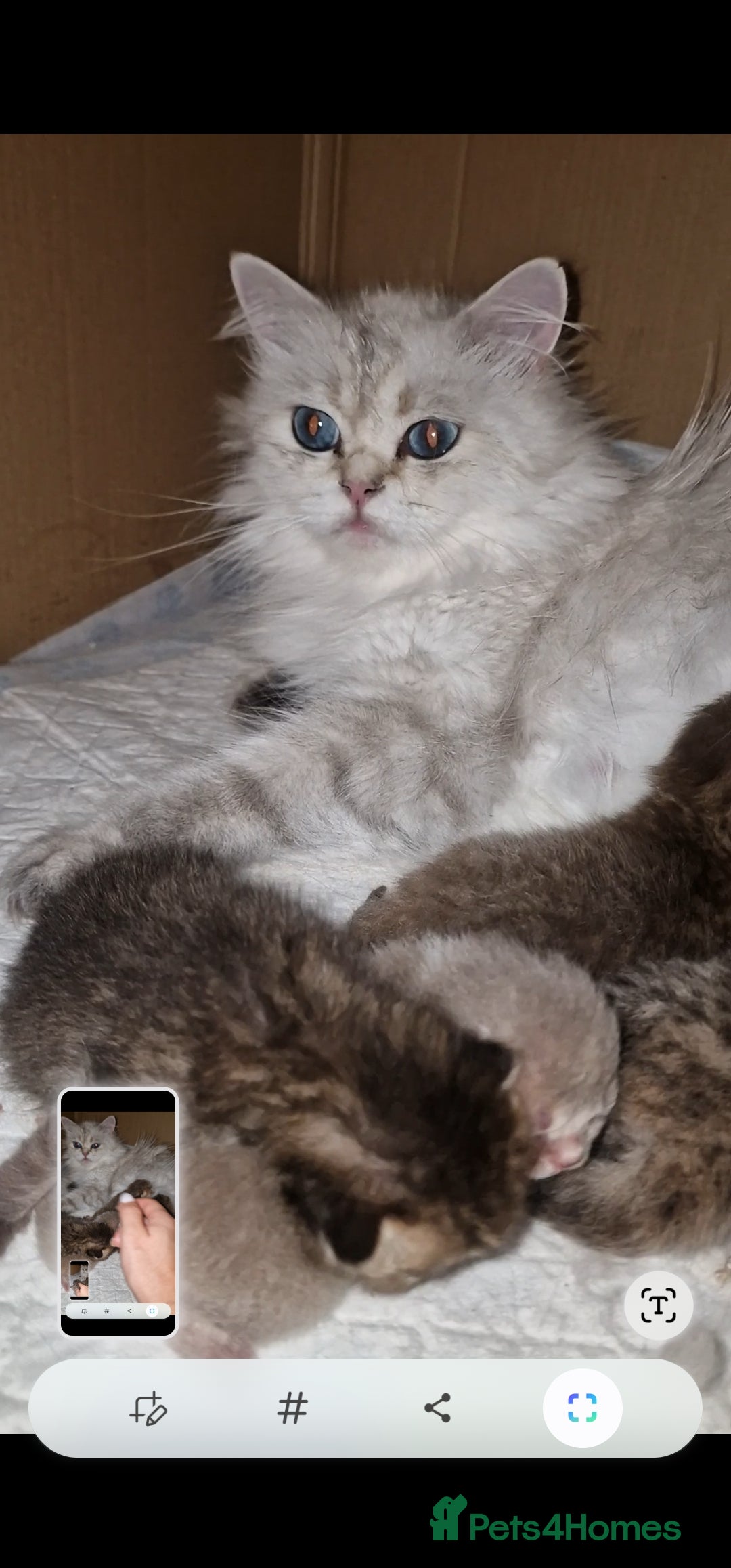 British Shorthair cats for sale: 3 beautiful british shorthair kittens 🥰 - Image 25