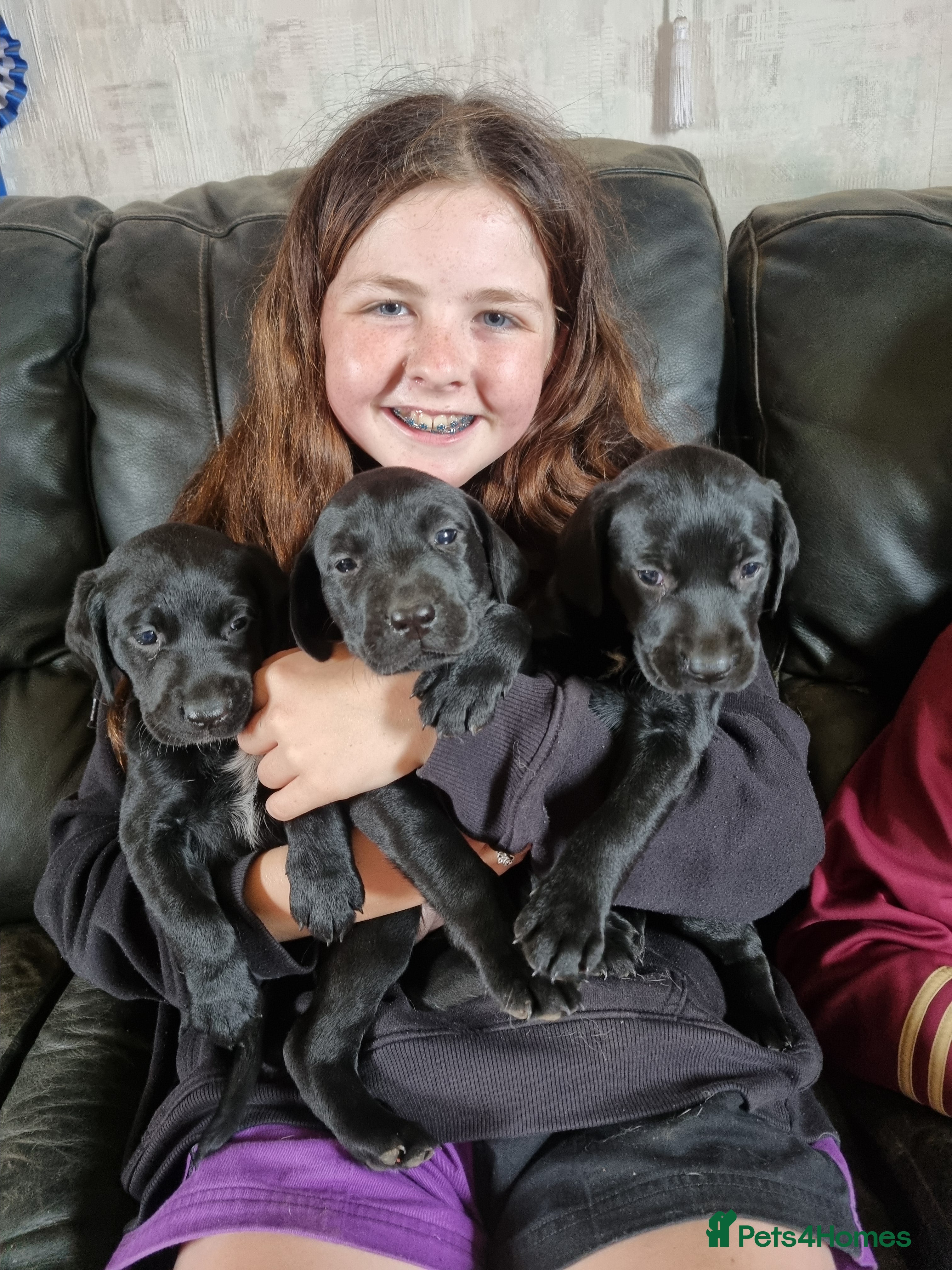 Mixed Breed dogs German Shorter x Labrador Pups - Advert 1