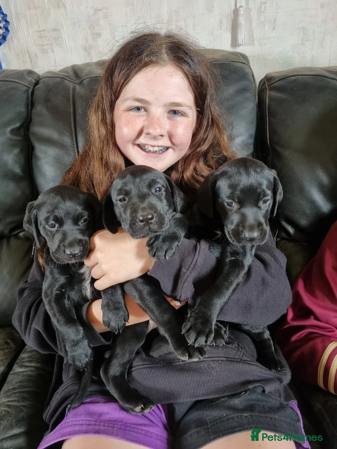 Mixed Breed dogs for sale: German Shorter x Labrador Pups - Advert 1