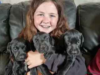 Mixed Breed dogs German Shorter x Labrador Pups - Advert 3