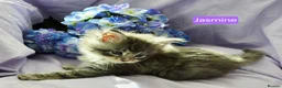 Maine Coon cats for sale: Pure maincoons ready 17/10/26 in Market Drayton - Advert 12