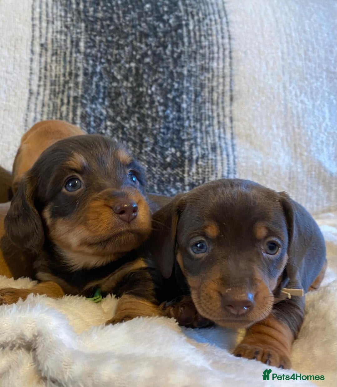 Miniature Dachshund dogs for sale: MOST GORGEOUS DACHSHUNDS - Advert 1