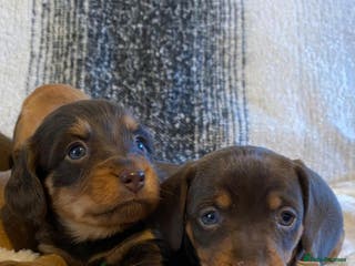 Miniature Dachshund dogs Most Gorgeous KC Miniature Dachshund Puppies - Advert 14