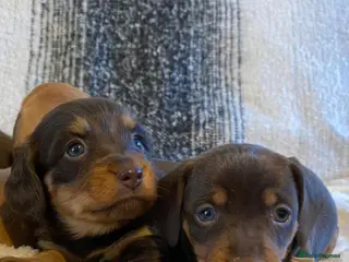 Miniature Dachshund dogs Most Gorgeous KC Miniature Dachshund Puppies - Advert 1