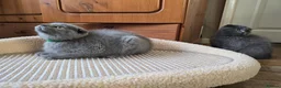 Scottish Fold cats for sale: Kittens scottish fold blue color - Advert 8