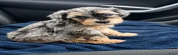 Schnoodle dogs for sale: Extremely Rare Merle Schnoodle Girl & Boy  - Advert 4