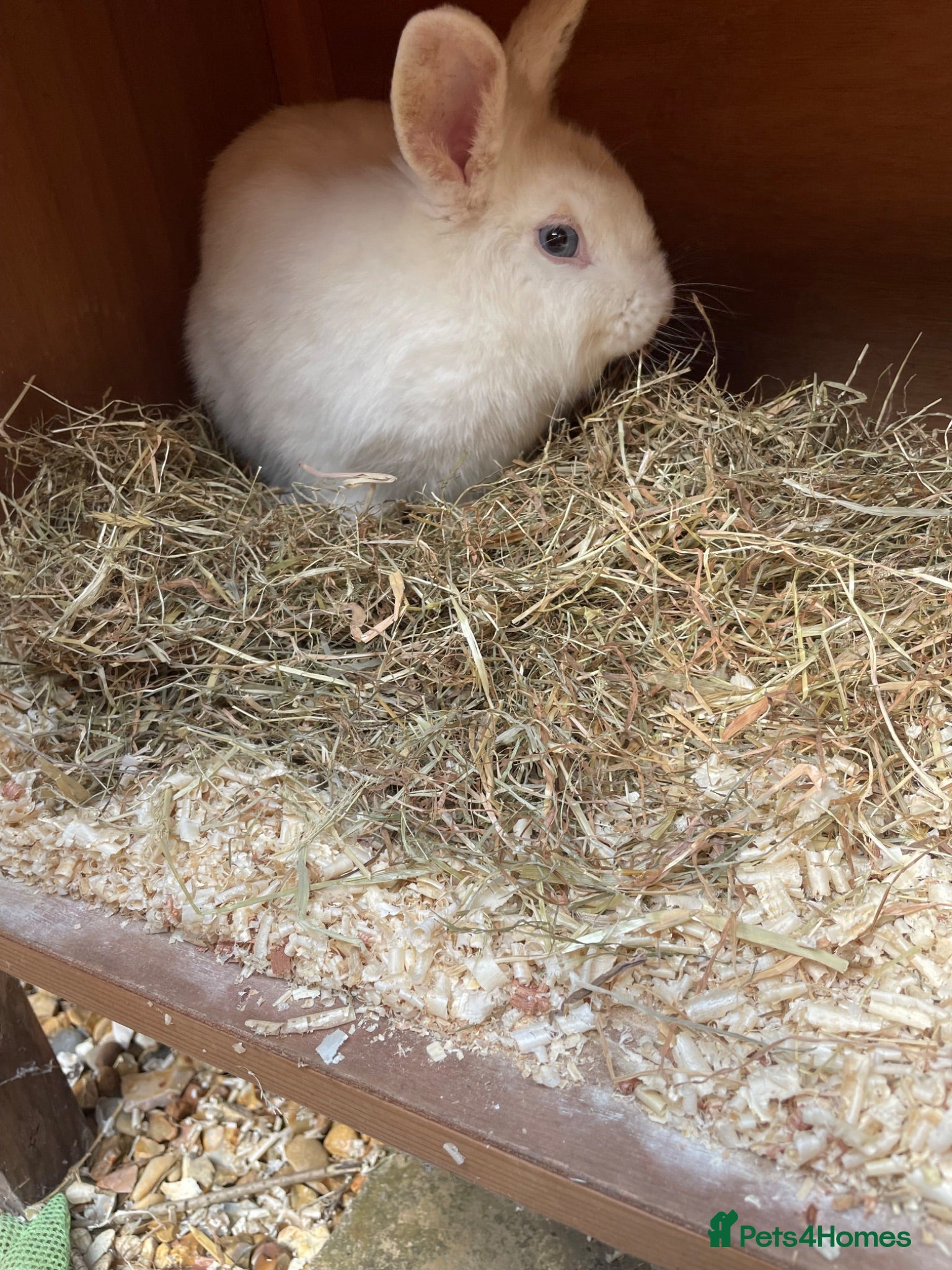 Mini Lop rabbits White jersey wooly buck  - Advert 17